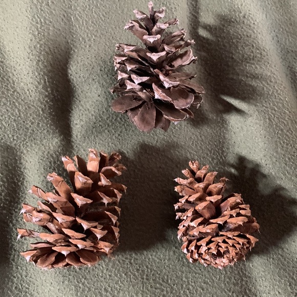 Pine cones from Northern California.  9 medium. - Picture 2 of 6